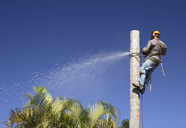 How Our Tree Care Process Works  in  Gregory, TX